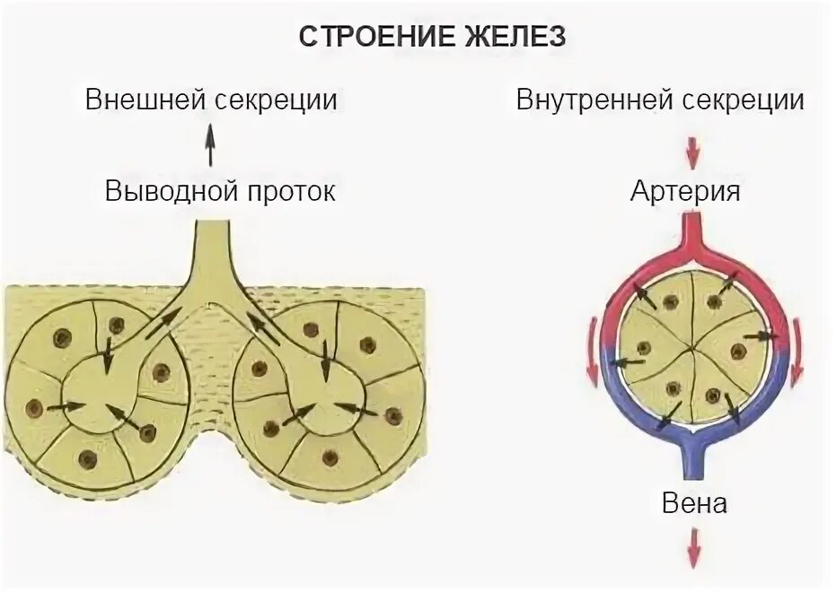 Смешанные секреции пример. Схема строения желез внешней секреции и внутренней секреции. схема строения желез внешней секреции. железы внутренней секреции строение. железы внутренней секреции железы внешней секреции.