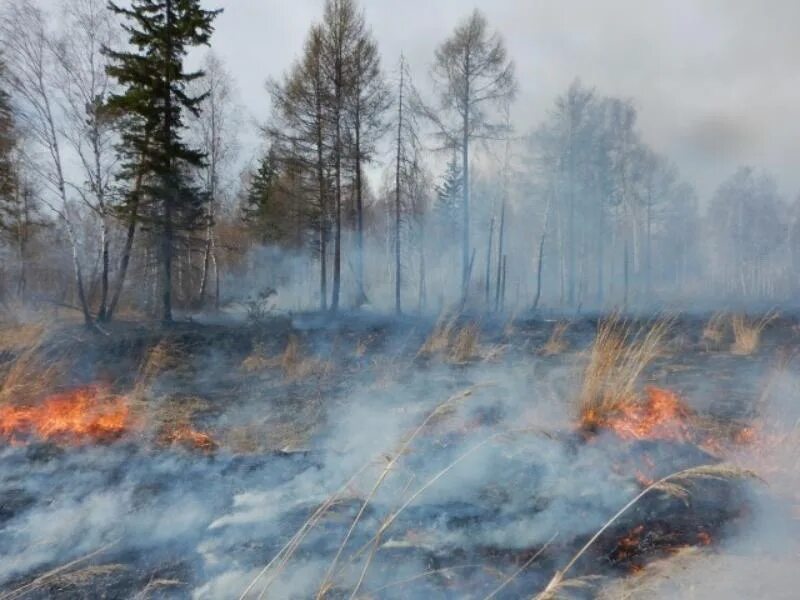 При каком виде пожара горит торфяной слой. Лесные и торфяные пожары. подземный торфяной лесной пожар. лесные пожары самовозгорание торфяника. пожар торфяной мчс.