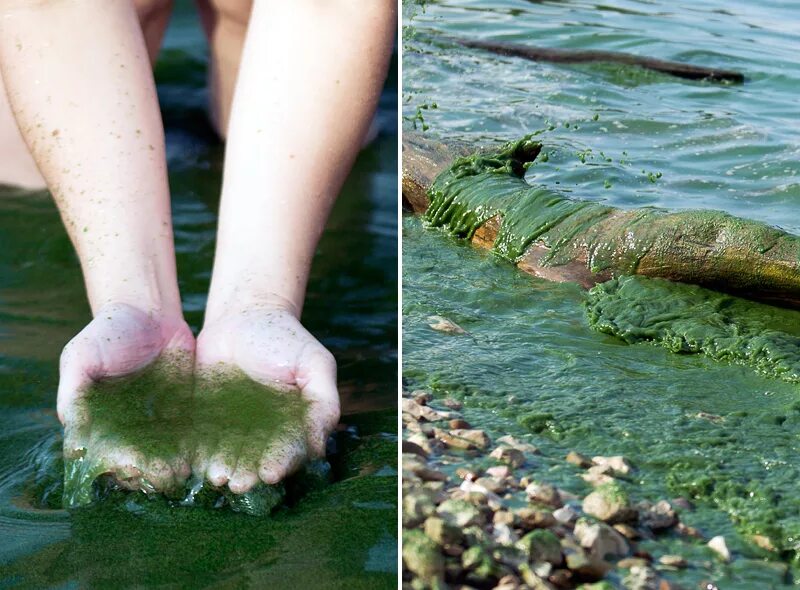 Цветение воды в Волге. Водоросли в Волге. Сине-зелёные водоросли в Волге. Вода цветет в реке. Тиной отдает