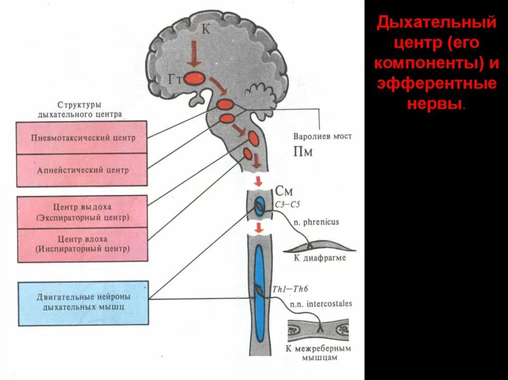 Центры управления сердечно сосудистой дыхательной и пищеварительной. Строение и функции дыхательного центра. Нейроны бульбарного дыхательного центра. Регуляция дыхания продолговатый мозг. Дыхательный центр и его регуляция.
