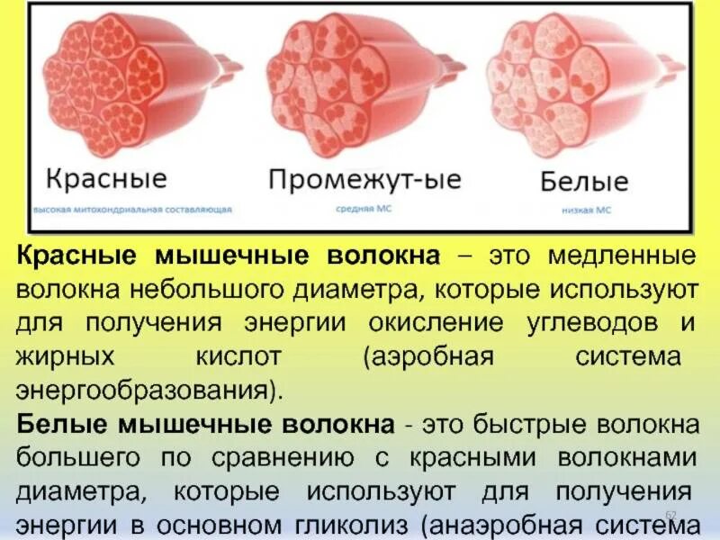 Почему красный быстрее. Красные белые и промежуточные мышечные волокна. Строение гликолитических мышечных волокон. Красные мышечные волокна. Белые и красные волокна.