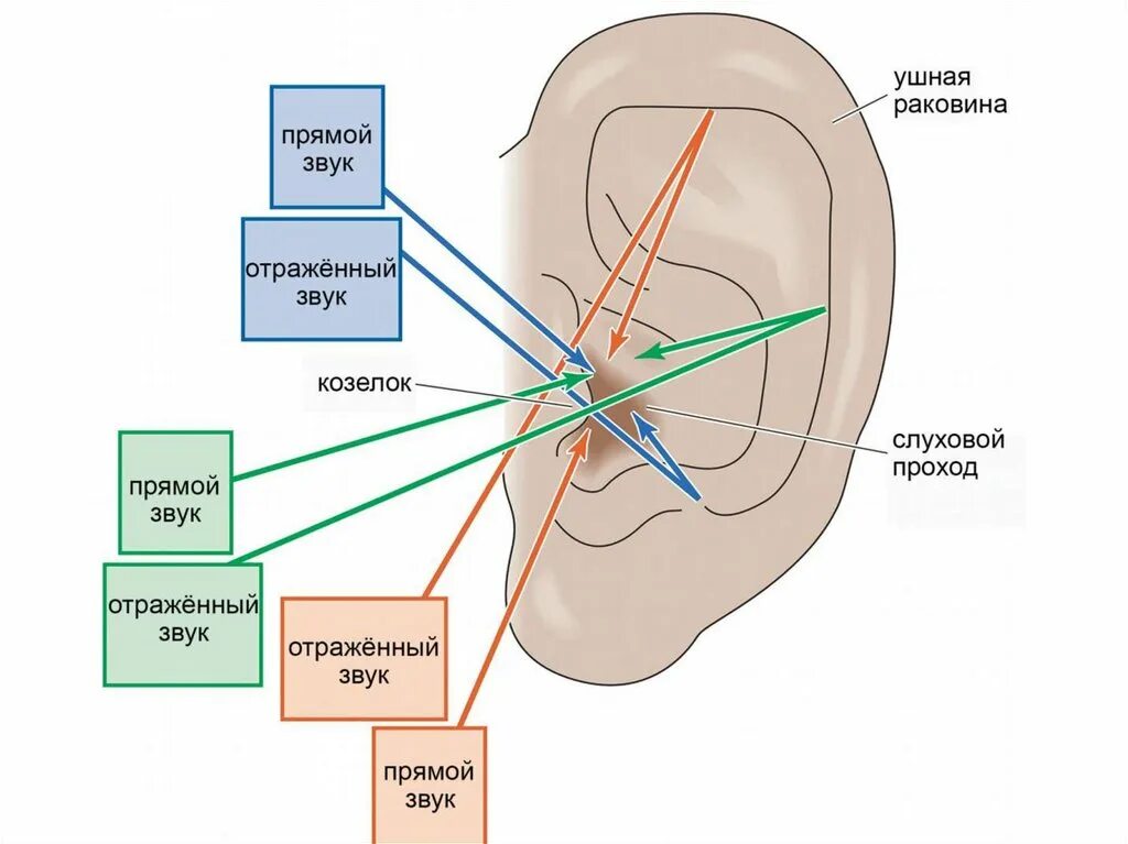 Слуховая сенсорная система человека. Ушная раковина слуховая система. Физиология ушной раковины. Схема слуховой сенсорной системы.