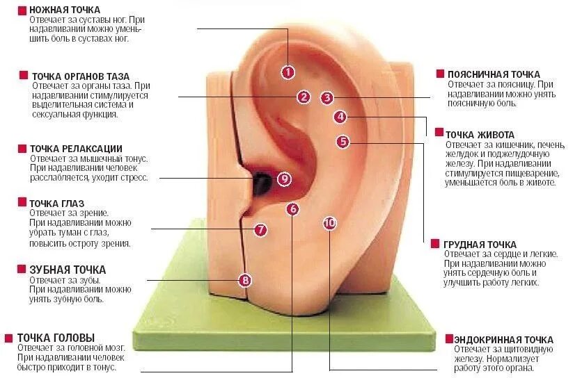 Какие точки зрения на причины и способы. Активные точки на ушной раковине. Ушная раковина точки акупунктуры органов. Активные точки на ушной раковине для массажа. Ушная раковина биологические активные точки.