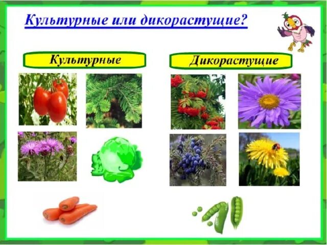 Дикорастущие и культурные растения. Дикорастущие растения и культурные растения. Цветы дикорастущие и культурные. Дикорастущие и культурные растения травы. Распределите культурные растения по группам