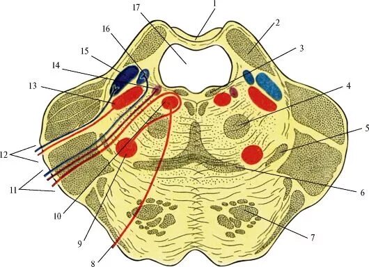 Ядра моста мозга. Варолиев мост анатомия. Задний мозг поперечный срез варолиева моста. Варолиев мост поперечный срез. Поперечный срез моста.