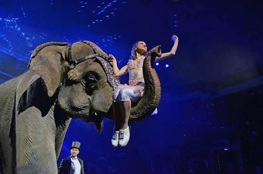 Слон в цирке. Воронеж цирк шоу слонов. Девочка и слон цирк. Цирковые артисты. Воронежский цирк девочка и слон.