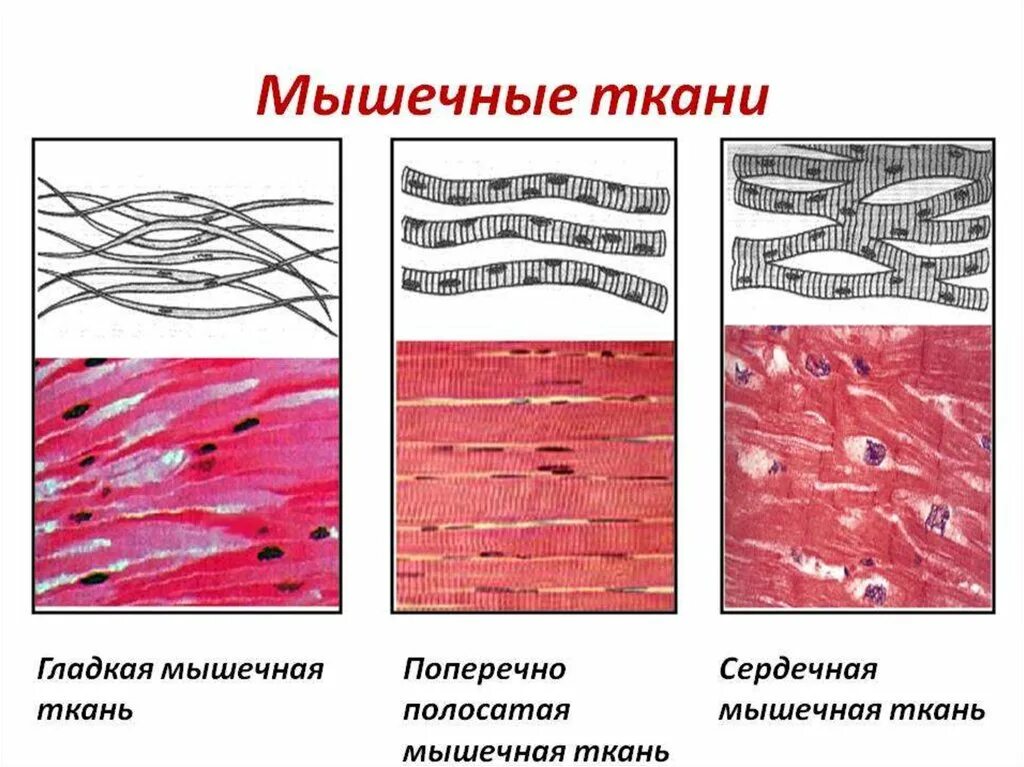 Поперечно полосатая мышечная ткань под микроскопом Photos СЕРДЕЧНАЯ МЫШЦА ТКАНЬ