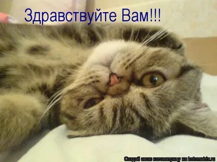 Включи здравствуйте я говорю