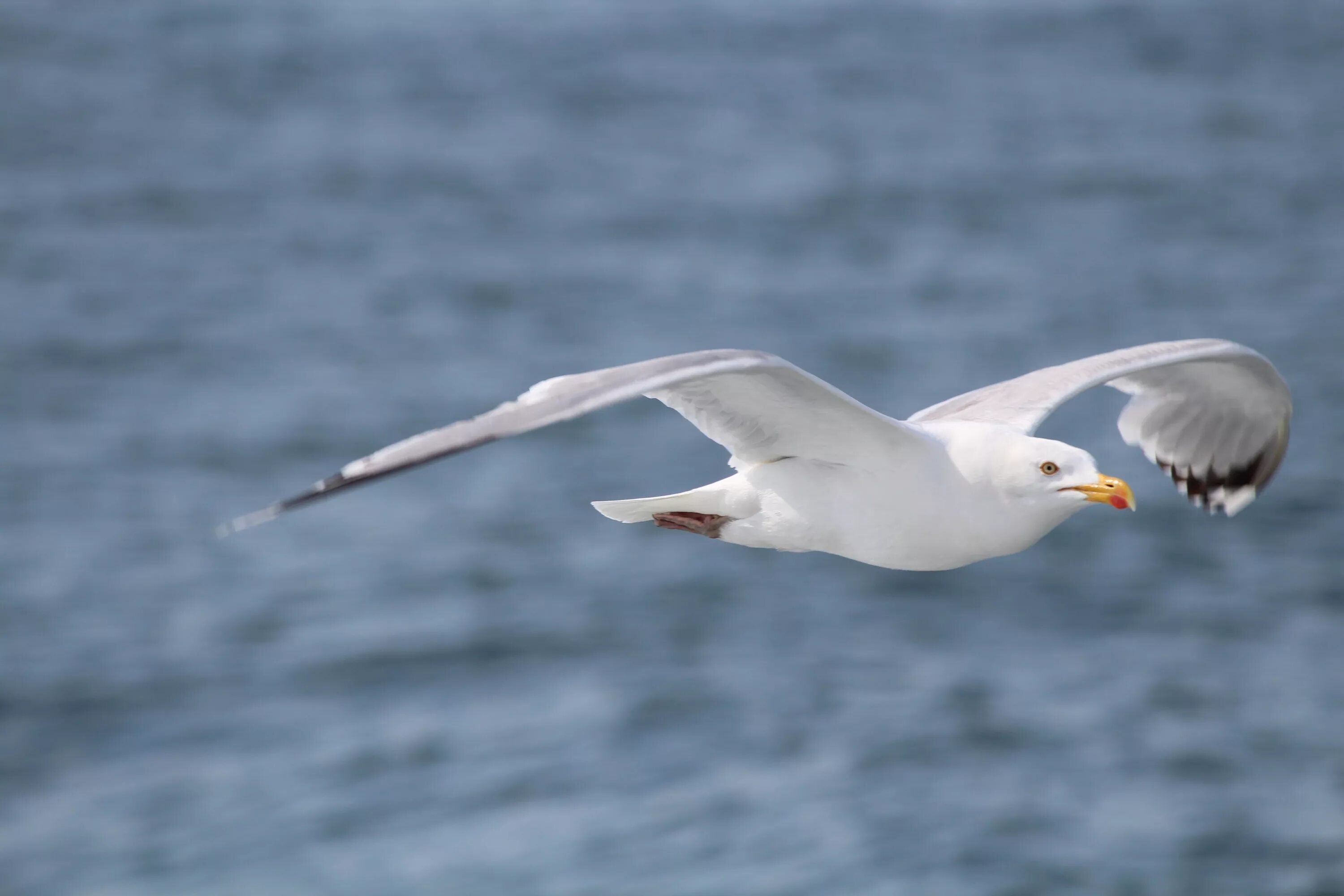лебеди над морем. чайка и пеликан. белоголовая чайка. странствующий альбатрос. стая чаек.