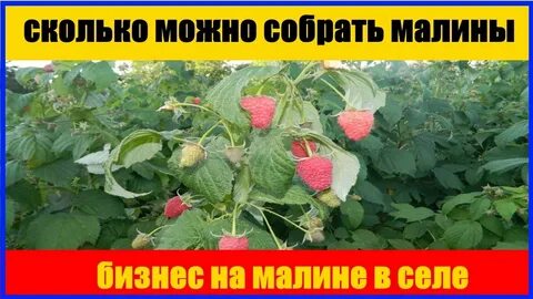 Сколько малины можно