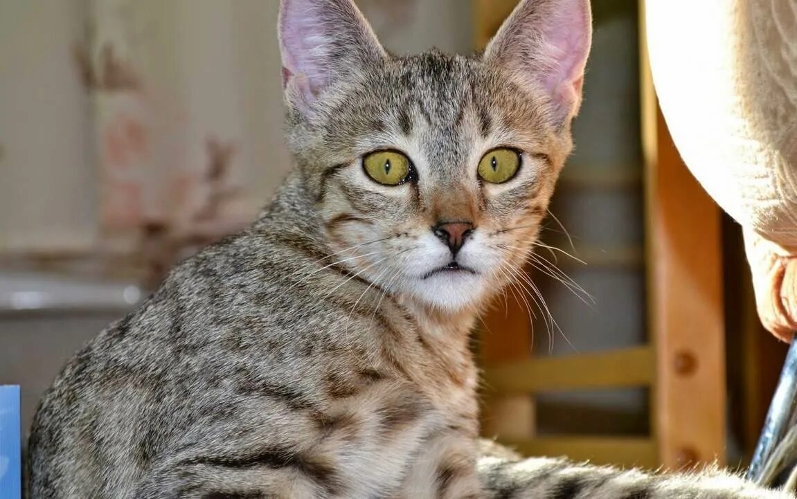 Породы кошек домашних название. Сингапура порода кошек. Порода чаузи f1. Умные коты ориенталы. Манчкин и мейн кун.