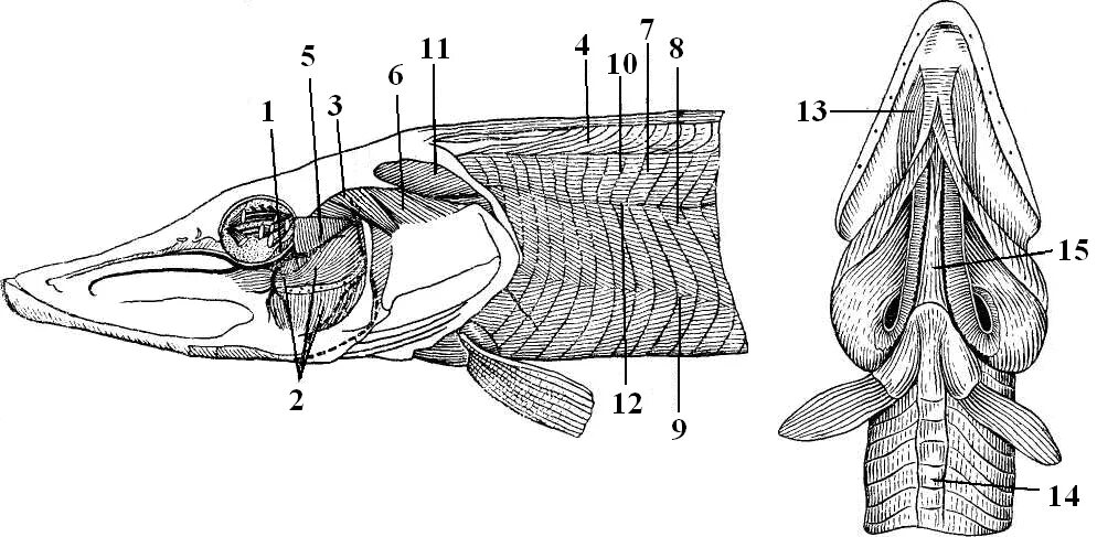 Мускулатура костистой рыбы. Костный скелет щуки. Строение костная рыба щука. Щука обыкновенная внутреннее строение.