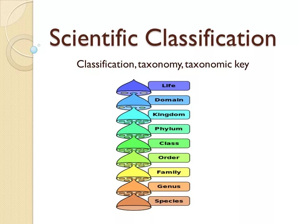 Management techniques. Классификация наук гегеля. Виды наук классификация. Taxonomic classification. Classification of sciences.