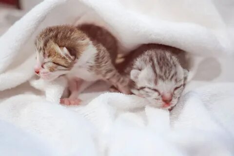Кошка кормит новорожденных котят