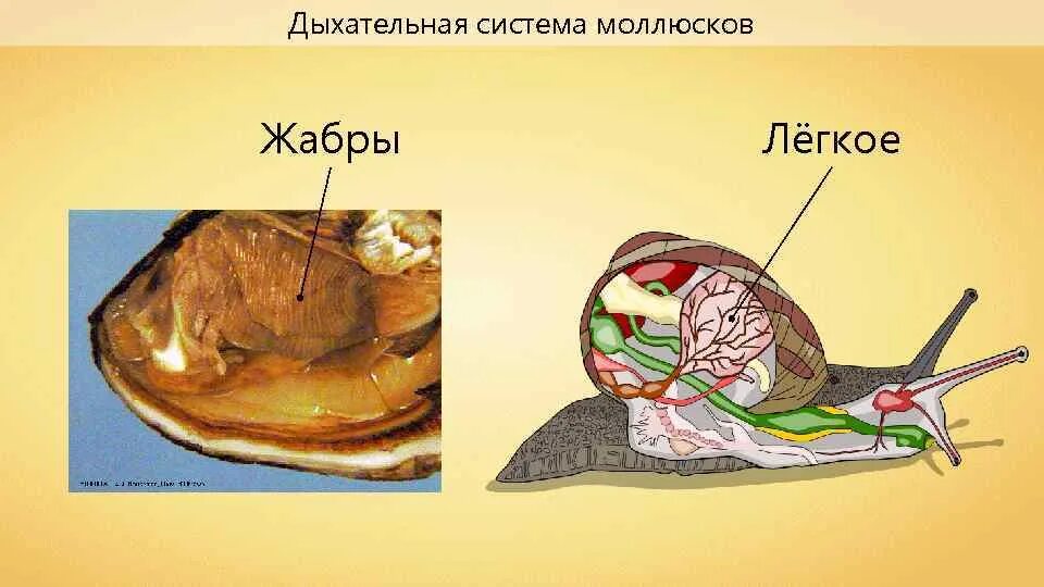 Брюхоногие моллюски дыхательная система. Система дыхания моллюсков. Органы дыхания брюхоногих. Тип моллюски дыхательная система.