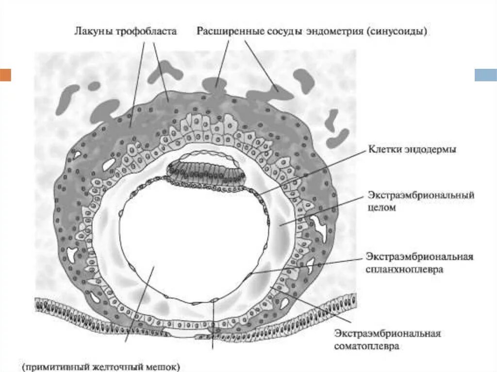 Клетки трофобласта. Процесс имплантации зародыша. Клетки трофобласта. Трофобласт бластоцисты. Морула трофобласт.