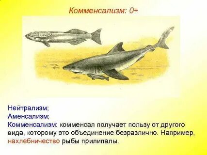 1 комменсализм