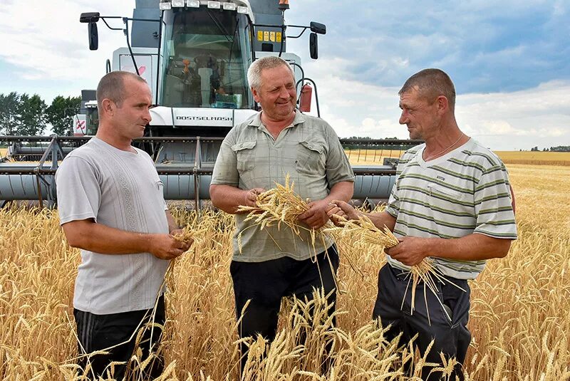 Добыча хлебороба. Хлеборобы картина. Магнат зерна. Уборка пшеницы. Добыча хлебороба.