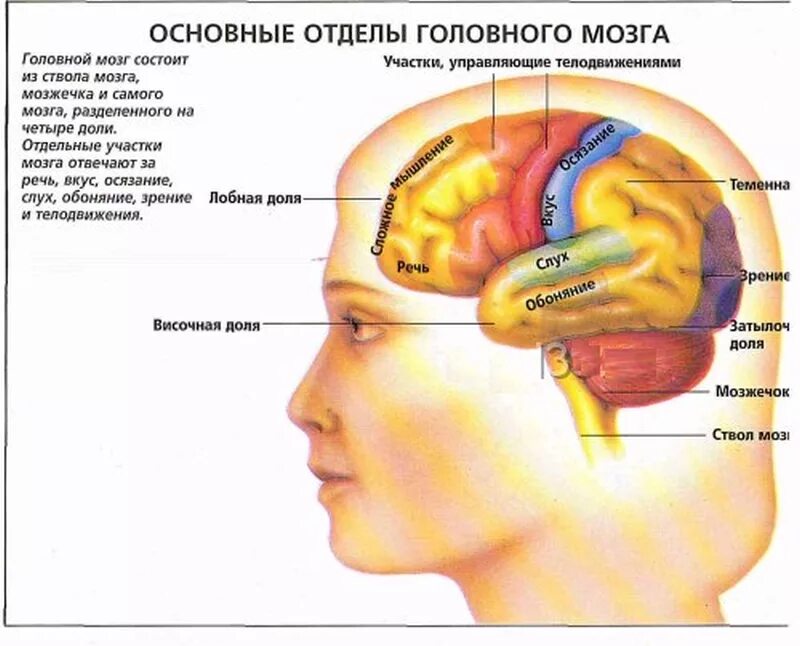 Отделы мозга обоняние. Отделы головного мозга. Основные отделы головного мозга. За что отвечают отделы мозга.