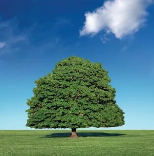 The perfect tree