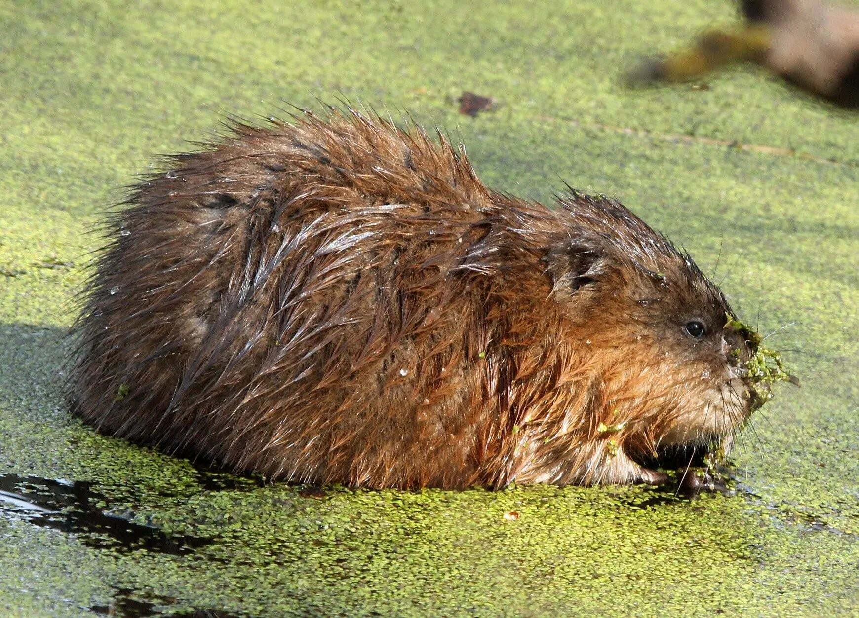 Водяная крыса ондатра. Ондатра (лат. Ondatra zibethicus). Крыса ондатра. Ондатра Болотная большая. Ондатра можно