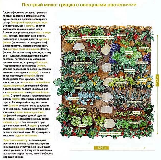 Примеры посадки овощей. Схемы посадок овощей на грядках. Схема уплотненных посадок овощей. Смешанные грядки схемы посадки. Схема совмещенных посадок овощей.