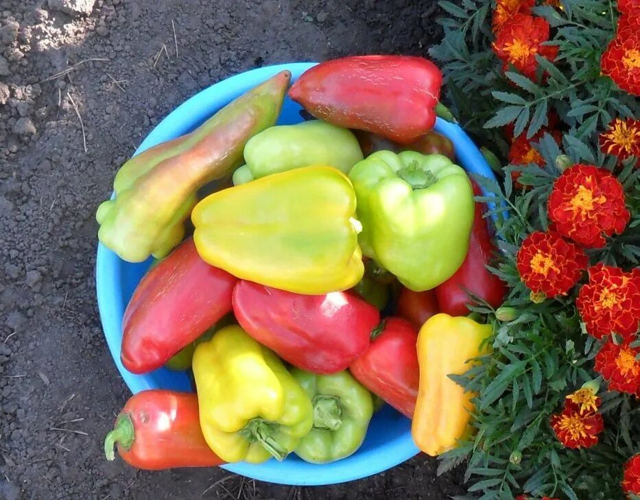 Вкусный огород. Вкусный огород сергиенко. Вкусный огород барнаул последние видео. Вкусный огород. Цветная капуста на грядке.