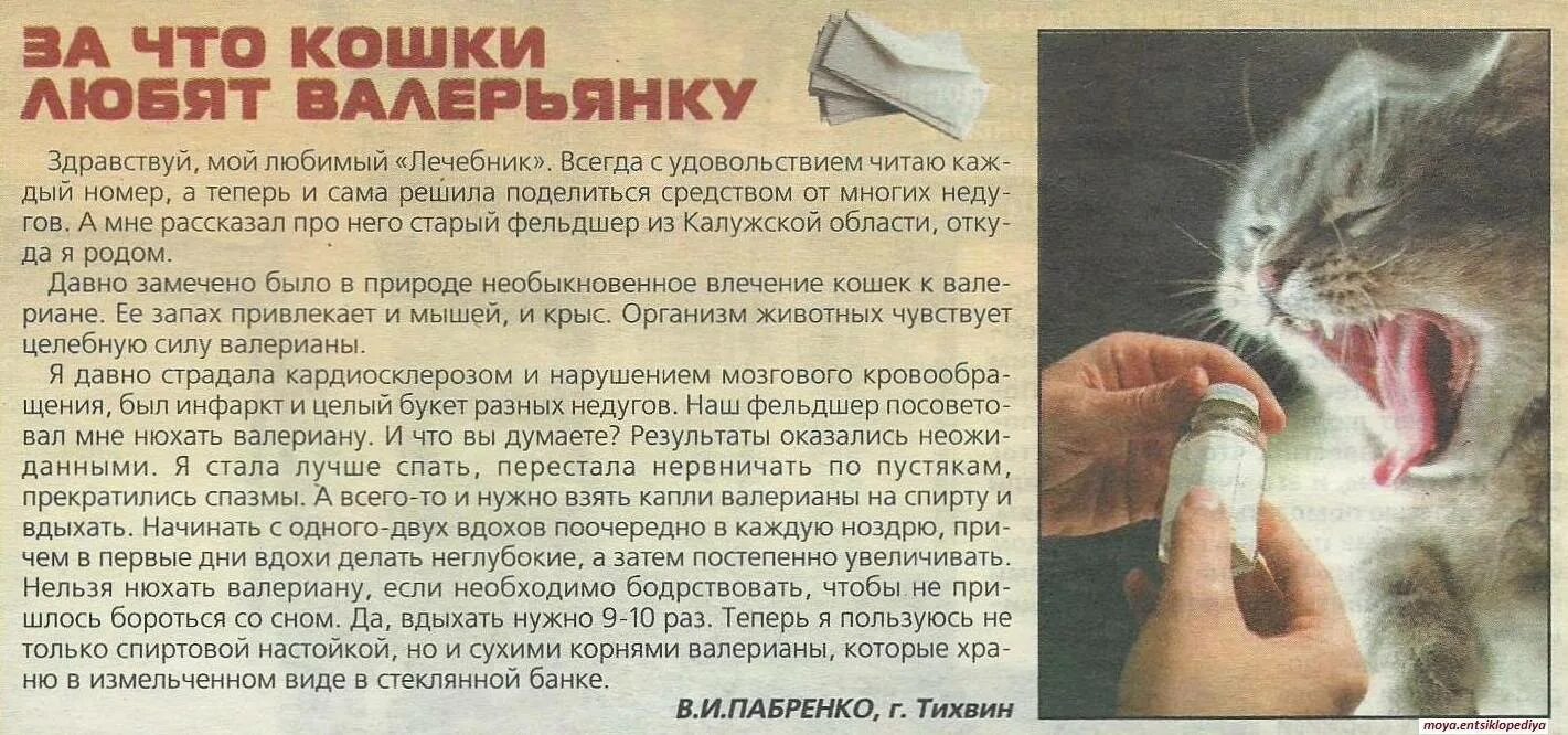 Можно кошке давать валерьянку. Валерьянка для котов. кот и валерьянка. воздействие валерьянки на кошек. коты любят валерьянку.