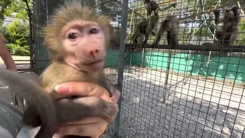 Парк тайган обезьяна люся видео