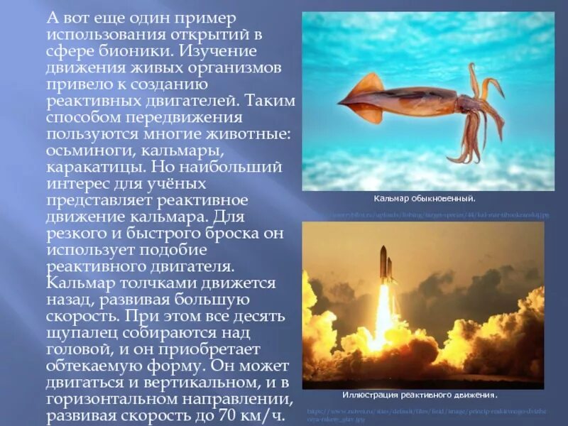 Презентация на тему бионика. Бионика и биомиметика. Бионика. Бионика презентация. Бионика наука.