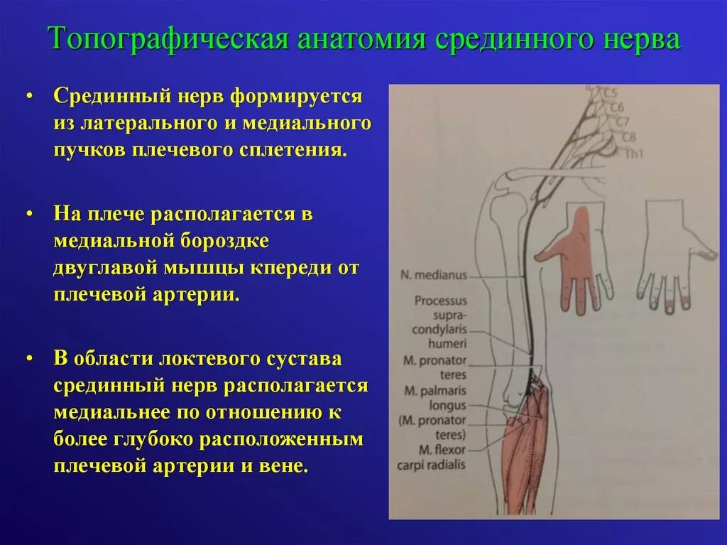 Топографическая анатомия срединного нерва. Срединный нерв анатомия и физиология. Двигательная ветвь срединного нерва проекция. Топографическая анатомия срединного нерва на предплечье.