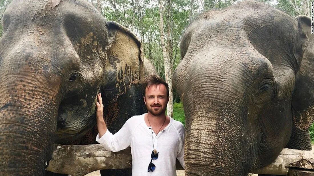Phuket elephant sanctuary. Elephant sanctuary phuket. заповедник для слонов пхукет. phuket elephant sanctuary на пхукете. мохнатые слоники в тайланде.