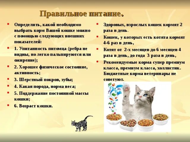 Сколько кошек можно. Питание для котят. рацион питания кошки. рацион домашних кошек. правильное питание для котят.