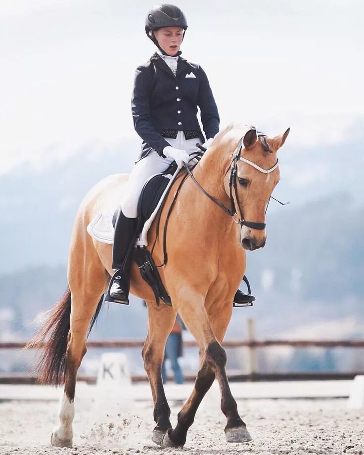 Free Images : field, jumping, rural, stallion, ride, mare, jockey, equestrianism