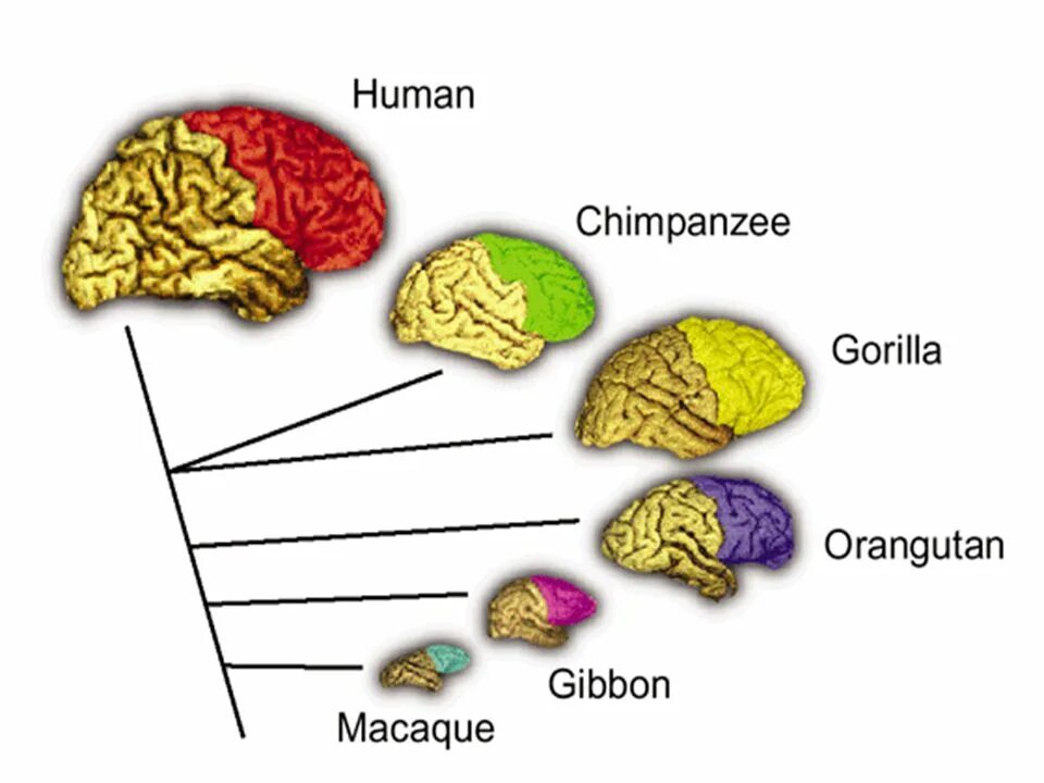 Мозг гориллы и человека. Мозг человека и приматов. Мозг обезьяны строение. Головной мозг человека и обезьяна. Мозг человека и обезьяны в сравнении.