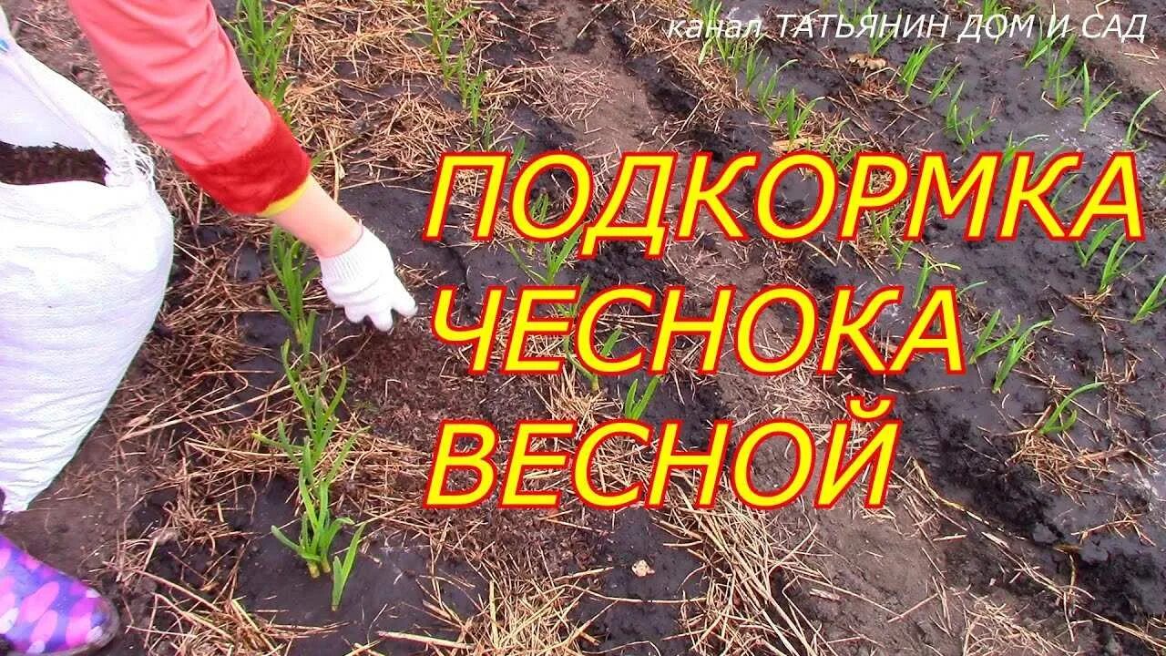 Чем подкормить чеснок весной. Весенняя подкормка чеснока. подкормить чеснок весной. подкормка чеснока весной. подкормить чеснок весной после зимы.