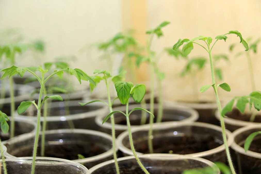 рассада огурцов. огурцы пикирование рассады. рассада томатов. рассада огурцов. рассада огурцов в стаканчиках.