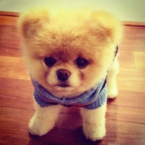 Ursinho ou cachorro? Lulu da Pomerânia adotado é celebridade nas redes - 31&#x2F