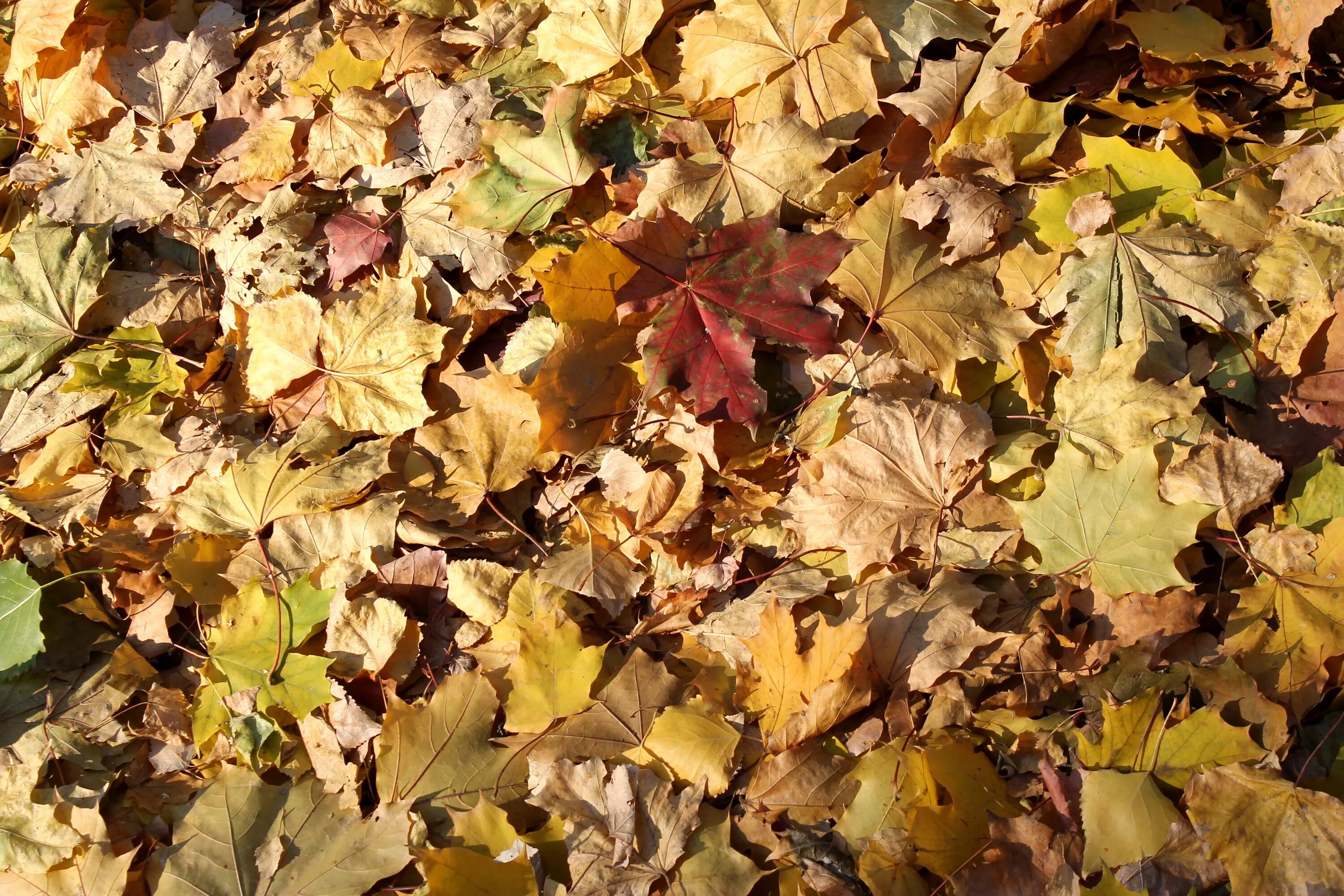 Листовой опад это. Кленовый опад. Гиппенрейтер опавшие осенние листья. Опад листьев.