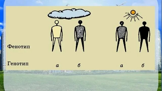 Генотип и фенотип 10 класс. Генотип и фенотип. фенотип рисунок. utyjnbg b aattyjnbg. генотип и фенотип рисунок.