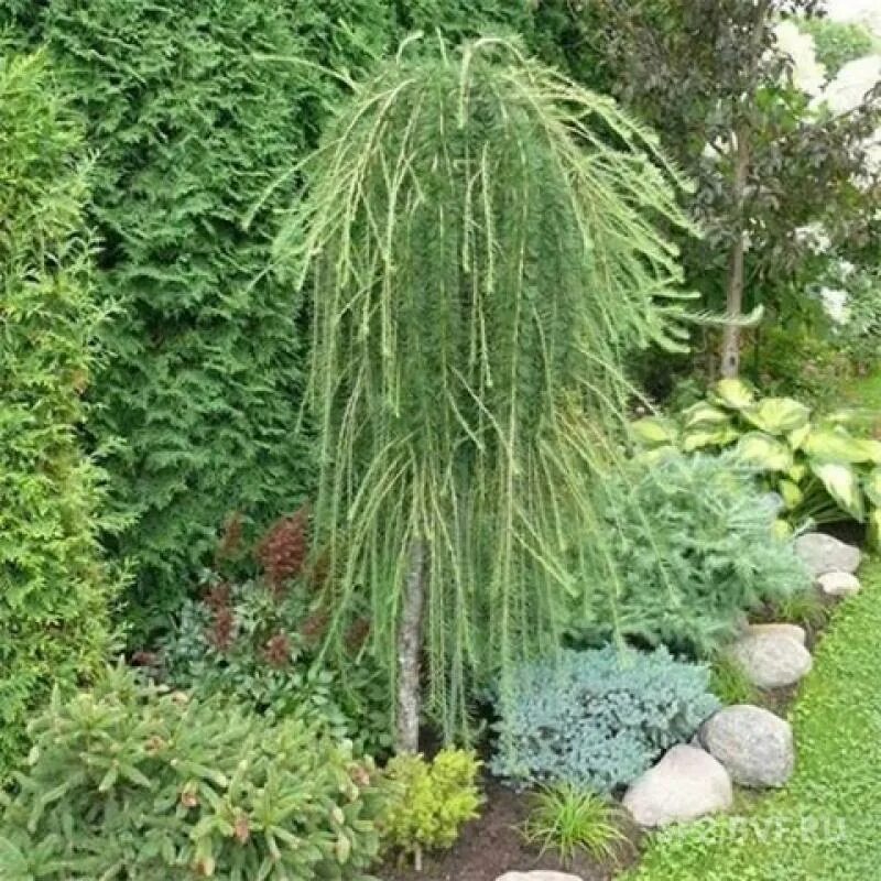 Лиственница европейская Пендула. Лиственница европейская (Larix decidua "pendula"). Лиственница европейская pendula. Лиственница Пендула.