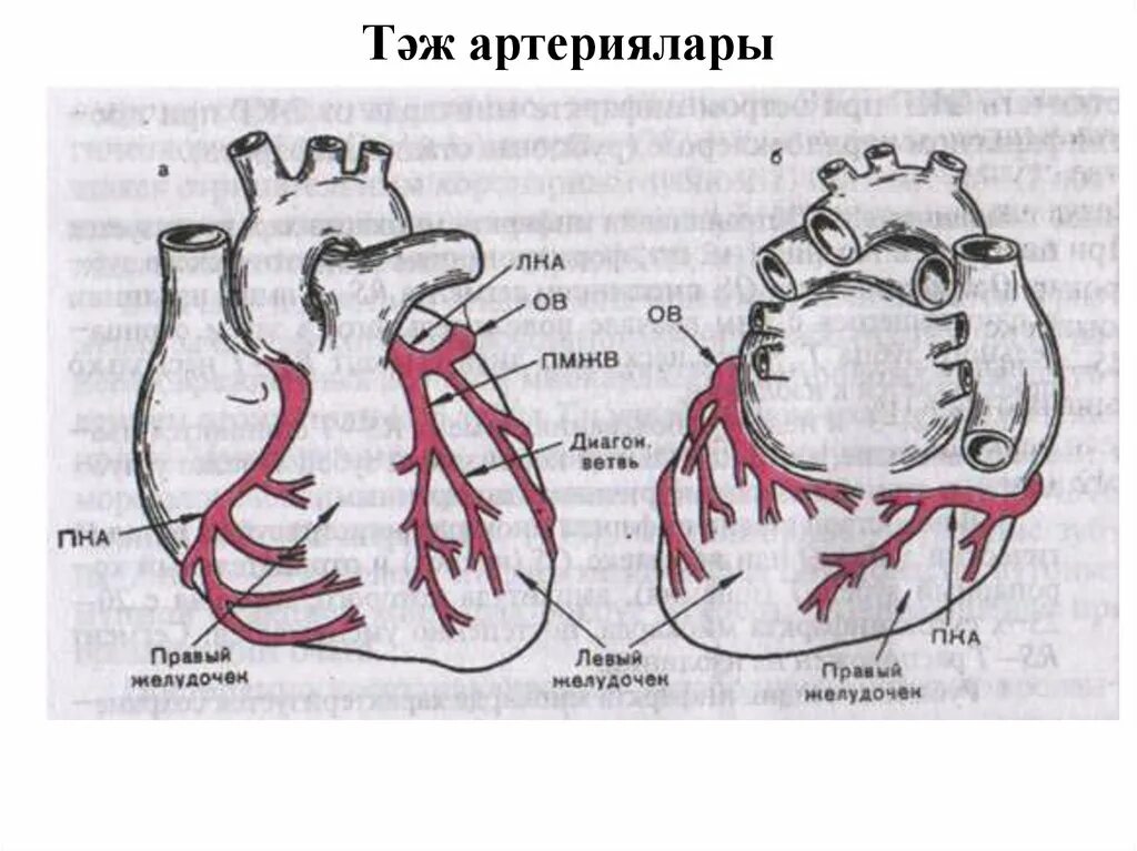 Коронарные артерии кровоснабжают. Правая коронарная артерия анатомия. Коронарные артерии сердца схема. ПНА коронарная артерия. Коронарные сосуды сердца анатомия схема.