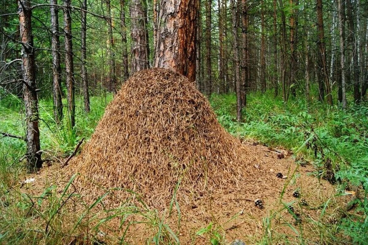 Сторона муравейника. Муравейник лесных муравьев. Муравейник рыжих лесных муравьев. Лесной Муравейник муравьев внутри. Муравейник жилище муравьев.