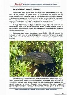 Карась вырастает