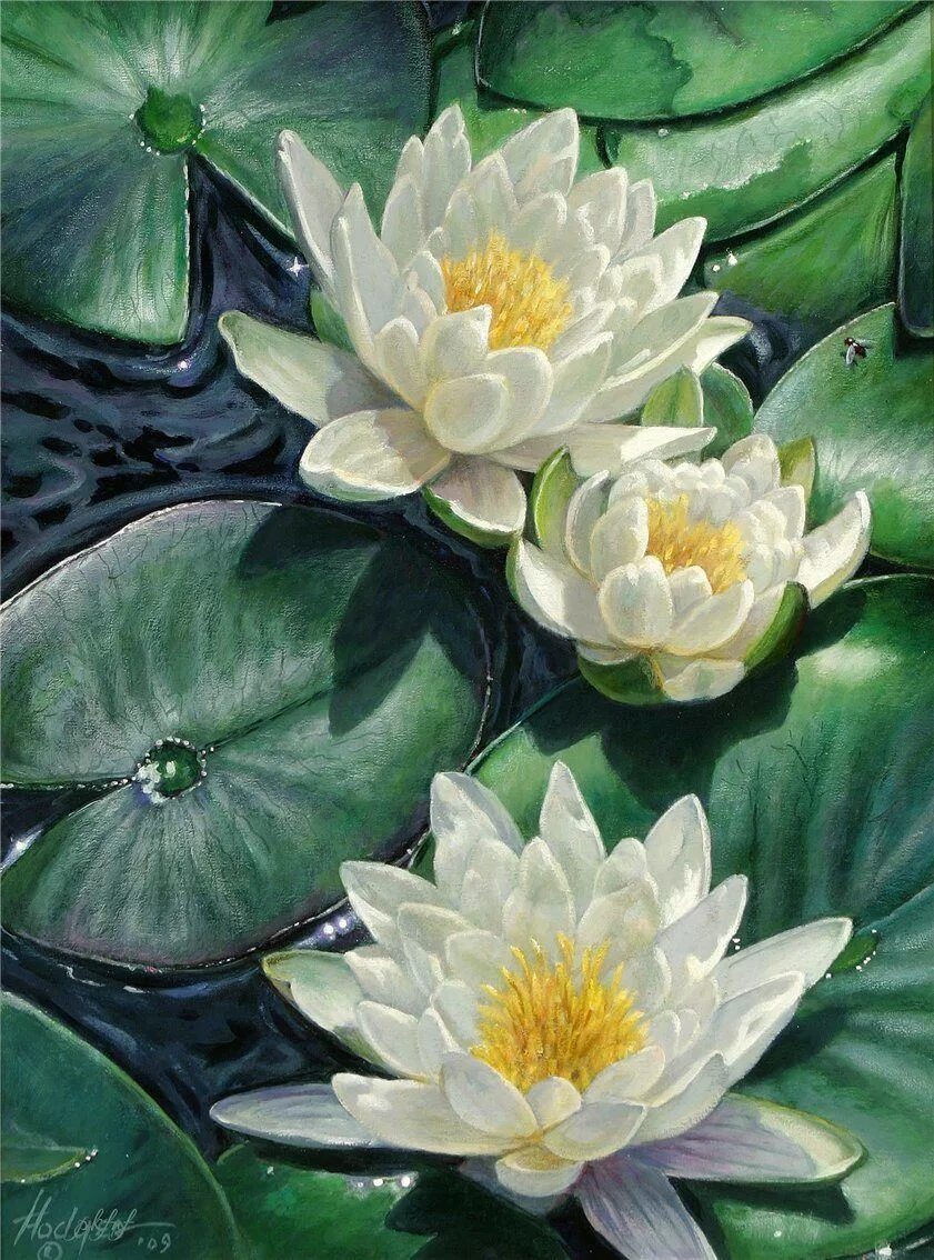 Кувшинка изображение. Кувшинка белая. белый лотос nymphaea lotus. кувшинка лотос лотос. алессандро форнеро художник кувшинки.