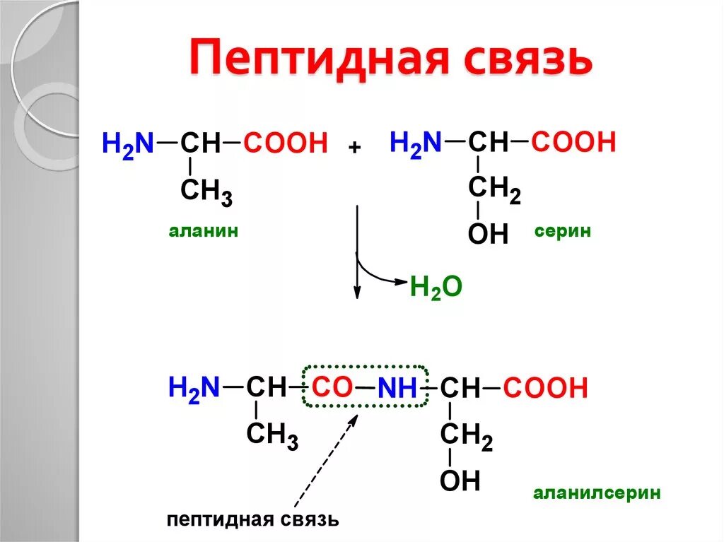 Укажите пептидную связь. Образование пептидной связи формула. Пептидная связь аминокислот формула. Химическая реакция образования пептидной связи. Формула пептидной связи в белках.