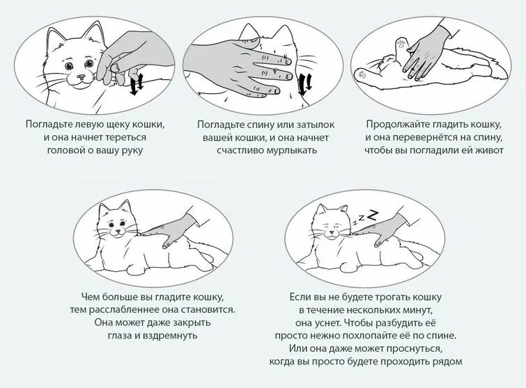 Кошка не любит руки. Почему кошки мурличать. почему кот мурлыкает. попочему кошка мурлыкает. как коты мурлыкают.