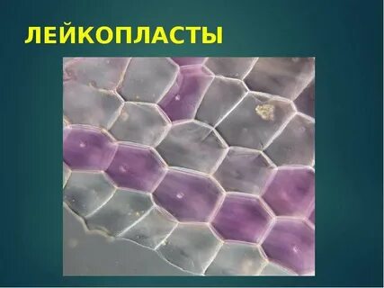 Лейкопласты это