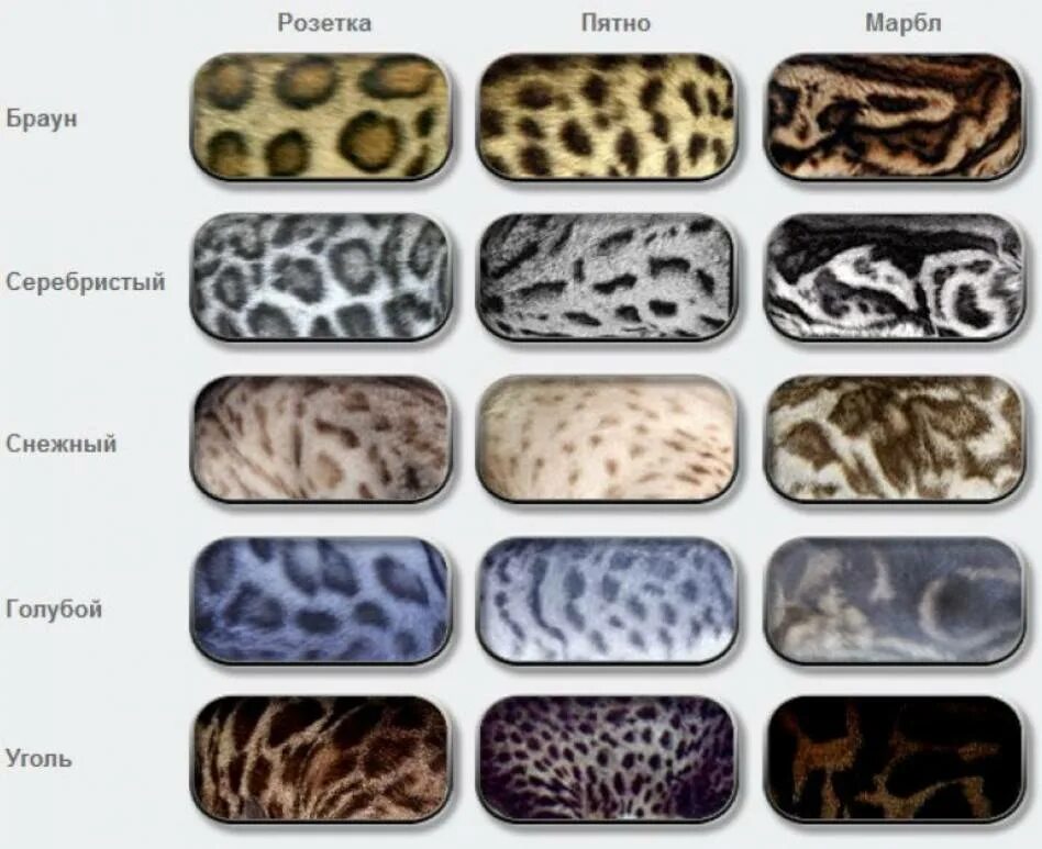 Цвета шерсти у кошек. Наследование окраски шерсти у кошек. Расцветки кошек названия. Цвета шерсти у кошек. Ваша кошка дороти силкстоун ричардс.