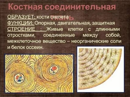 Кости скелета образованы тканью